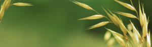 Oat 1016 317 | Oat_1016_317